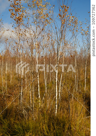 View of an autumn swamp with trees in Yelnya, Belarus. Ecosystems environmental problems climate change 109727362