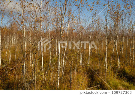 View of an autumn swamp with trees in Yelnya, Belarus. Ecosystems environmental problems climate change 109727363