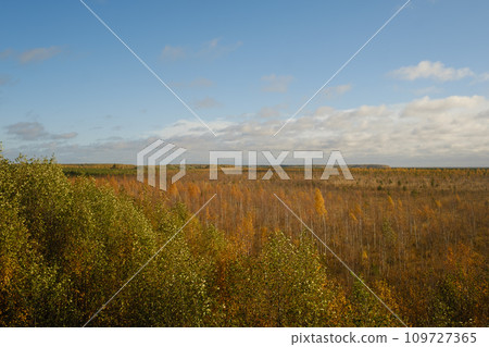 An aerial view of an autumn bog in Yelnya, Belarus, autumn. Ecosystems ecological problems climate change 109727365