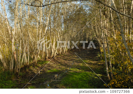 A shallow river in autumn in the Yelnya Nature Reserve. Belarus 109727366