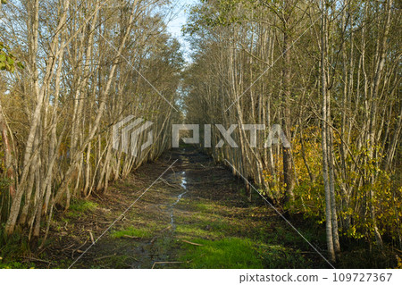 A shallow river in autumn in the Yelnya Nature Reserve. Belarus 109727367