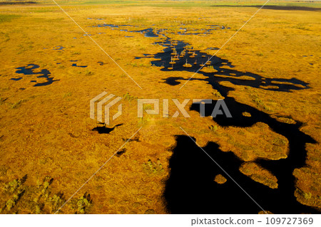 An aerial view of an autumn bog in Yelnya, Belarus, autumn. Ecosystems ecological problems climate change 109727369