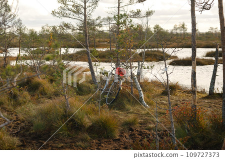 Lakes in the swamp in the Yelnya Nature Reserve, Belarus, autumn. Ecosystems environmental problems climate change 109727373
