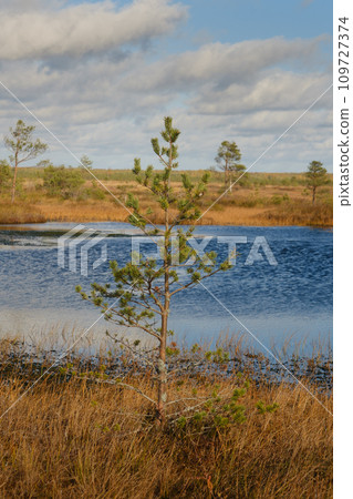 Spruce and lakes in the swamp in the Yelninsky Nature Reserve, Belarus, autumn. Ecosystems environmental problems climate change 109727374