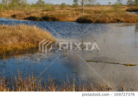 Lakes in the swamp in the Yelnya Nature Reserve, Belarus, autumn. Ecosystems environmental problems climate change 109727376