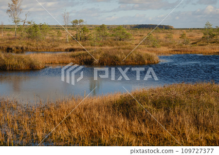 Lakes in the swamp in the Yelnya Nature Reserve, Belarus, autumn. Ecosystems environmental problems climate change 109727377