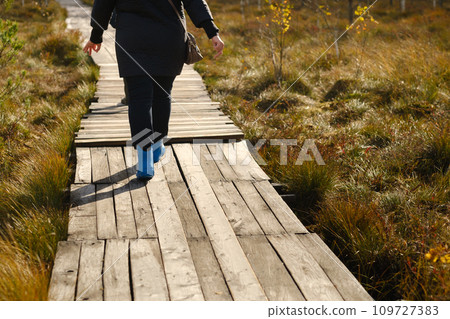 People in boots walk along a wooden path in a swamp in Yelnya, Belarus 109727383