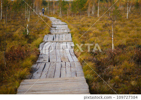 Wooden path on the swamp in Yelnya, Belarus 109727384