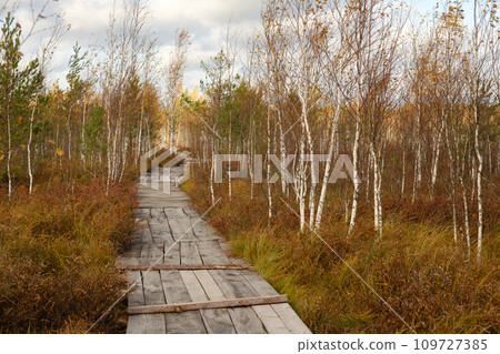 Wooden path on the swamp in Yelnya, Belarus 109727385