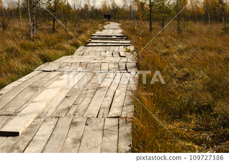 Wooden path on the swamp in Yelnya, Belarus 109727386