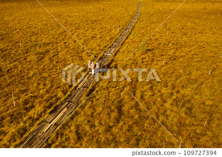 An aerial view of an autumn bog in Yelnya, Belarus, autumn. Tourists walking along the eco-trail 109727394