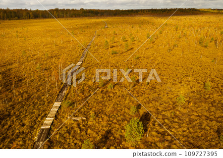 An aerial view of an autumn bog in Yelnya, Belarus, autumn. Ecosystems ecological problems climate change 109727395