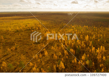 An aerial view of an autumn bog in Yelnya, Belarus, autumn. Ecosystems ecological problems climate change 109727400