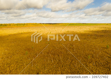 An aerial view of an autumn bog in Yelnya, Belarus, autumn. Ecosystems ecological problems climate change 109727402