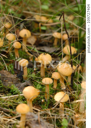 There are many young goat mushrooms growing in the forest There are many young goat mushrooms growing in the forest 109727404