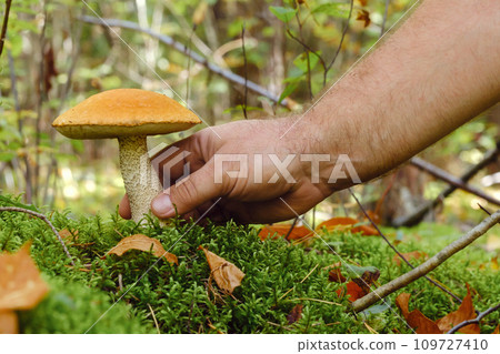 A hand reaches out to pluck a podosinovik mushroom growing in the forest. Mushrooms in the forest. Mushroom picking A hand reaches out to pluck a podosinovik mushroom growing in the forest. Mushrooms in the forest. Mushroom picking 109727410