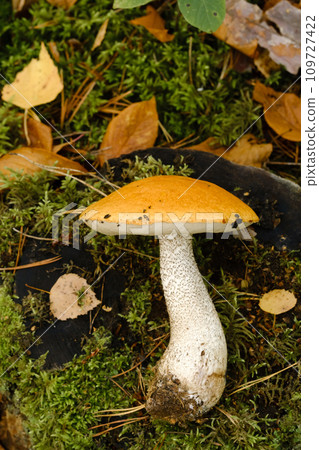 A large aspen mushroom with an orange cap grows in the autumn forest. Mushrooms in the forest. Mushroom picking 109727422