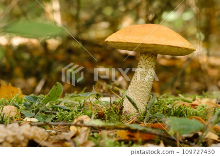 A large aspen mushroom with an orange cap grows in the autumn forest. Mushrooms in the forest. Mushroom picking A large aspen mushroom with an orange cap grows in the autumn forest. Mushrooms in the forest. Mushroom picking 109727430