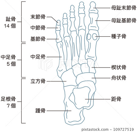 Foot bones skeletal diagram 109727519