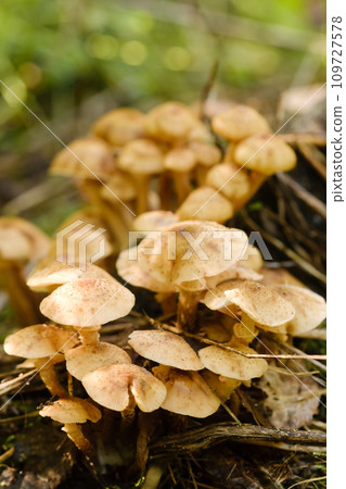 Forest edible mushrooms, honey mushrooms, grow in the forest on an old tree 109727578