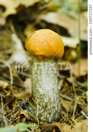 An edible aspen mushroom growing in the forest. Mushrooms in the forest. Mushroom picking An edible aspen mushroom growing in the forest. Mushrooms in the forest. Mushroom picking 109727587