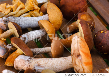 There are a lot of wild mushrooms on the table , aspen and blackberries . Mushrooms in the forest. Mushroom picking 109727589