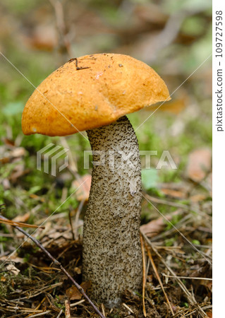 An edible aspen mushroom growing in the forest. Mushrooms in the forest. Mushroom picking 109727598