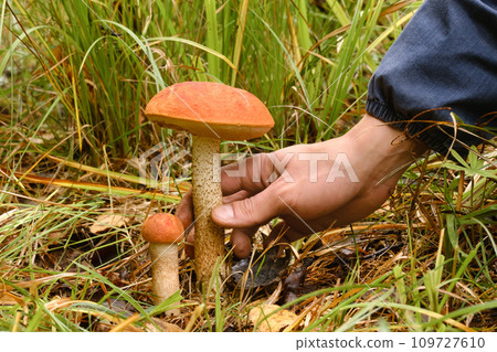 A hand reaches out to pluck an aspen mushroom growing in the forest. Mushrooms in the forest. Mushroom picking A hand reaches out to pluck an aspen mushroom growing in the forest. Mushrooms in the forest. Mushroom picking 109727610