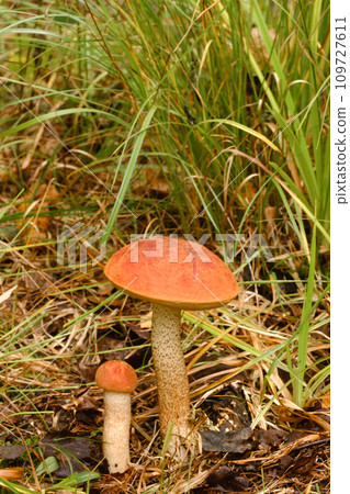 Two red aspen trees grow in the forest. Mushrooms in the forest. Mushroom picking Two red aspen trees grow in the forest. Mushrooms in the forest. Mushroom picking 109727611