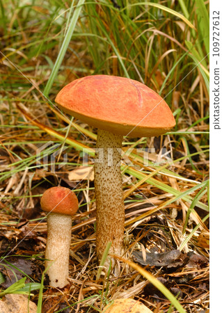 Two red aspen trees grow in the forest. Mushrooms in the forest. Mushroom picking Two red aspen trees grow in the forest. Mushrooms in the forest. Mushroom picking 109727612