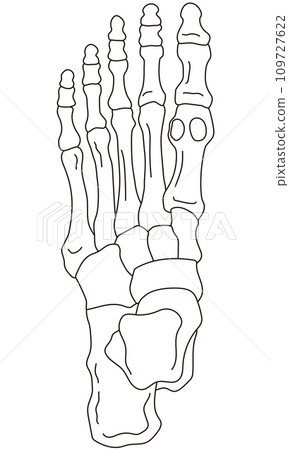 足部骨骼骨骼圖 足部骨骼骨骼圖 109727622