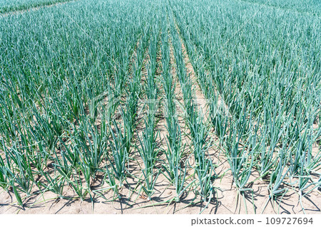 Onions grown in the field 109727694