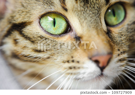 A close-up of a cat's face with green eyes. A cat with a mustache A close-up of a cat's face with green eyes. A cat with a mustache 109727909