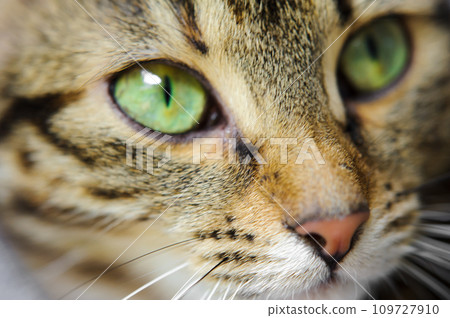 A close-up of a cat's face with green eyes. A cat with a mustache A close-up of a cat's face with green eyes. A cat with a mustache 109727910