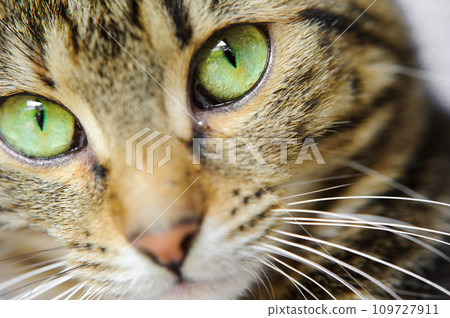 A close-up of a cat's face with green eyes. A cat with a mustache A close-up of a cat's face with green eyes. A cat with a mustache 109727911