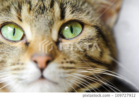 A close-up of a cat's face with green eyes. A cat with a mustache A close-up of a cat's face with green eyes. A cat with a mustache 109727912
