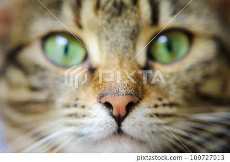 A close-up of a cat's face with green eyes. A cat with a mustache A close-up of a cat's face with green eyes. A cat with a mustache 109727913