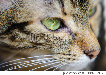 A close-up of a cat's face with green eyes. A cat with a mustache A close-up of a cat's face with green eyes. A cat with a mustache 109727917