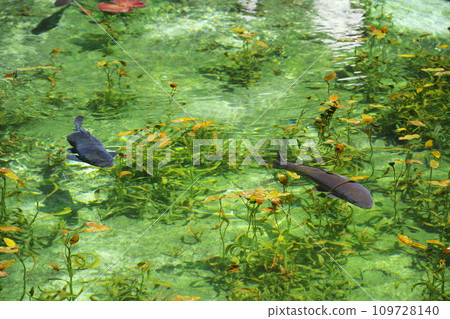 Monet Pond where Nishikigoi swim gracefully in Itadori, Seki City, Gifu Prefecture Monet Pond where Nishikigoi swim gracefully in Itadori, Seki City, Gifu Prefecture 109728140