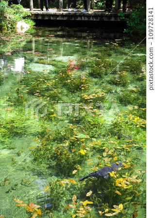 Monet Pond where Nishikigoi swim gracefully in Itadori, Seki City, Gifu Prefecture Monet Pond where Nishikigoi swim gracefully in Itadori, Seki City, Gifu Prefecture 109728141