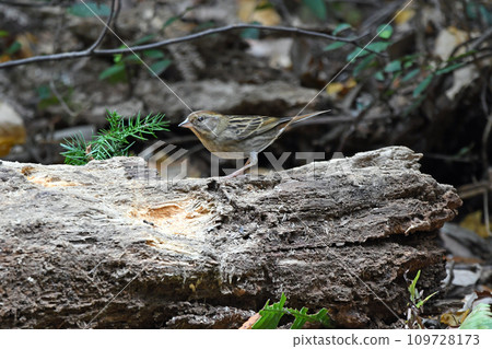 A female blackfish. A female blackfish. 109728173