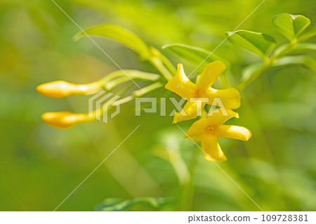 Flowers around the house, various of the four seasons, cute little yellow petals, yellow jasmine Flowers around the house, various of the four seasons, cute little yellow petals, yellow jasmine 109728381