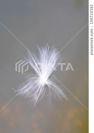 Flowers around the house, various colors of the four seasons, late autumn, a piece of fluff being blown away by a strong wind on the dark surface of the water. Flowers around the house, various colors of the four seasons, late autumn, a piece of fluff being blown away by a strong wind on the dark surface of the water. 109728382