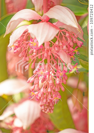 房子周圍的花朵,各個季節,美麗的粉紅色花朵,可愛的花瓣,Medinilla Magnifica 房子周圍的花朵,各個季節,美麗的粉紅色花朵,可愛的花瓣,Medinilla Magnifica 109728412