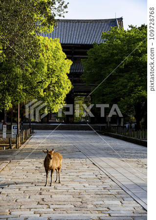 奈良東大寺的鹿 奈良東大寺的鹿 109728768