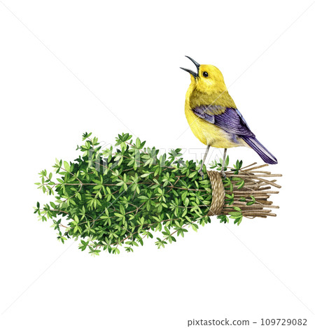 Singing bird on a fresh thyme bunch rustic decor. Watercolor illustration. Garden aromatic fresh thyme herb element with a bird. Yellow warbler on a garden herb stem bunch tied with a rope Singing bird on a fresh thyme bunch rustic decor. Watercolor illustration. Garden aromatic fresh thyme herb element with a bird. Yellow warbler on a garden herb stem bunch tied with a rope 109729082
