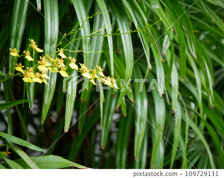 yellow orchid on green nature  background 109729131