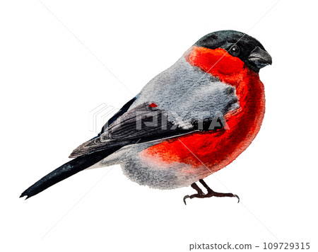 Cute bullfinch in watercolor, isolated on white background with clipping path. Winter bird bullfinch with red underparts and breast drawn in detailed realistic watercolor technique on cotton paper. Cute bullfinch in watercolor, isolated on white background with clipping path. Winter bird bullfinch with red underparts and breast drawn in detailed realistic watercolor technique on cotton paper. 109729315