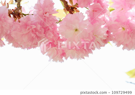 Close-up of double cherry blossoms (Sekiyama) in full bloom [White background] 109729499