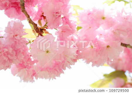 Close-up of double cherry blossoms (Sekiyama) in full bloom [White background] 109729500